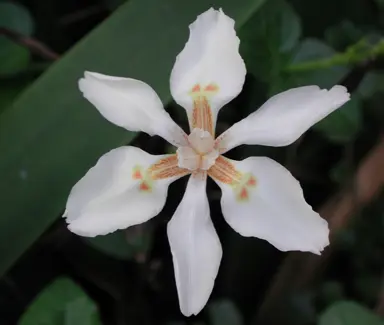 dietes-butcheriana-