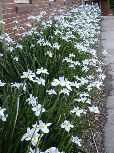 Dietes grandiflora plants in a border with elegant flowers.