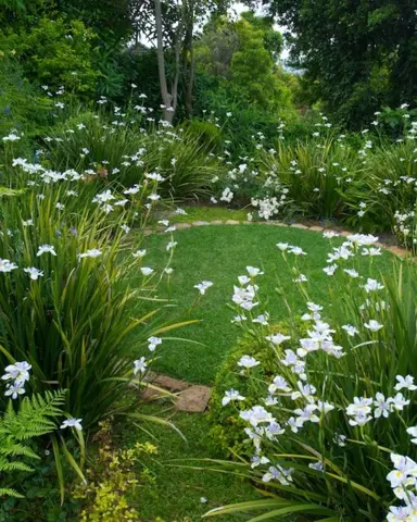 Dietes grandiflora plants in a border.