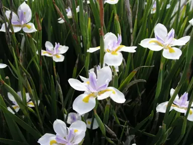 Dietes grandiflora plants in flower.