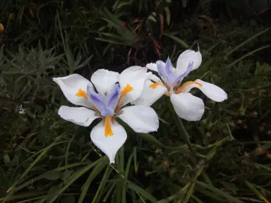 Elegant Dietes grandiflora flowers.