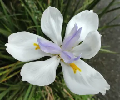 Dietes grandiflora flower.