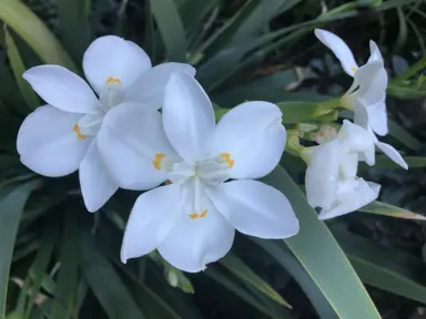 dietes-robinsoniana-