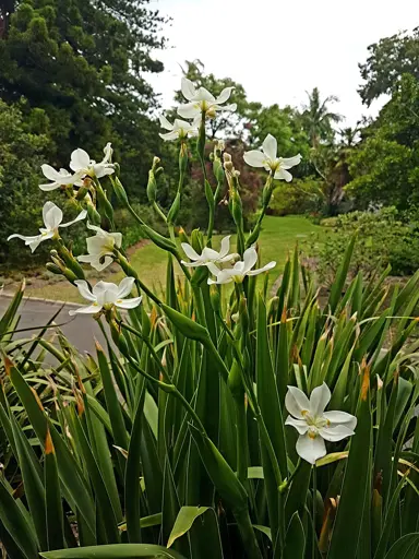 dietes-robinsoniana-1