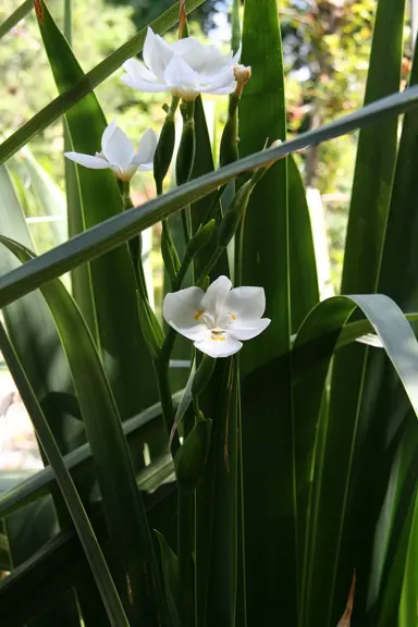 dietes-robinsoniana-3