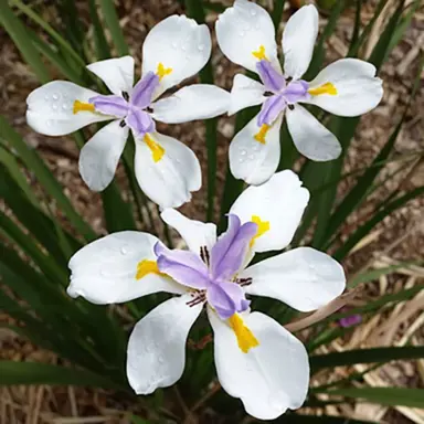 dietes-tiny-dancer-