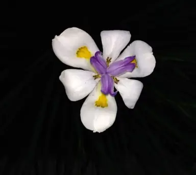 dietes-grandiflora-variegata--1