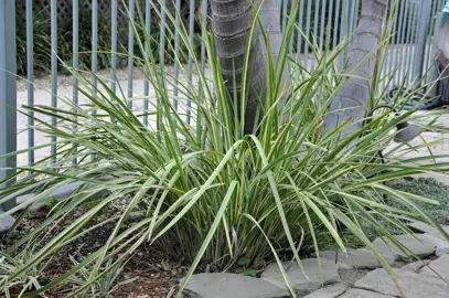 dietes-grandiflora-variegata-