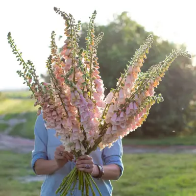 A bunch of Digitalis Apricot Beauty flowers.