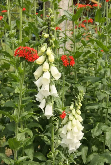 Digitalis purpurea f albiflora plants with beautiful white flowers.