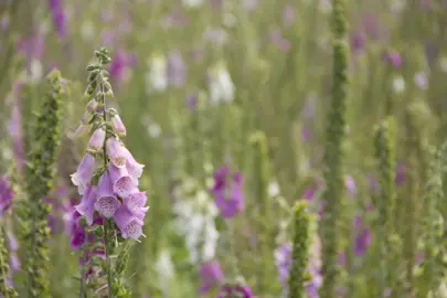 Digitalis purpurea plants in a meadow with masses of purple flowers.