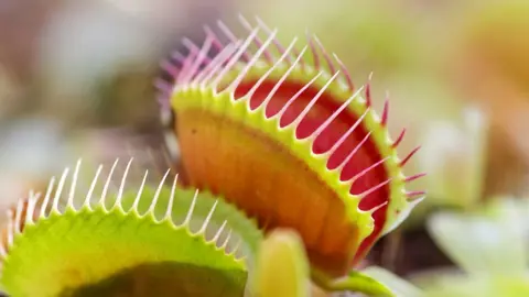 dionaea-muscipula-