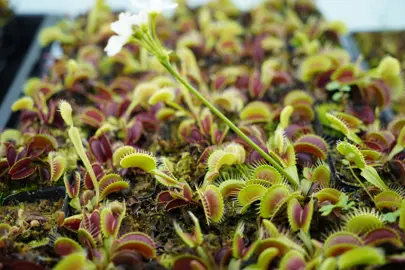 dionaea-muscipula-2