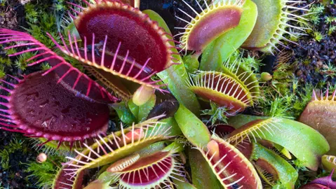 dionaea-muscipula-3