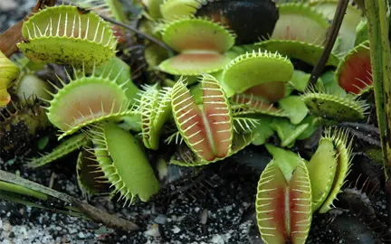 dionaea-muscipula-4