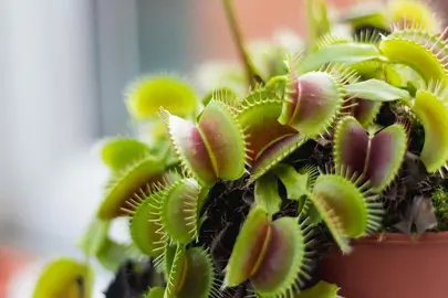 dionaea-muscipula-5