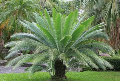 dioon-spinulosum-