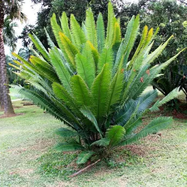 dioon-spinulosum-1