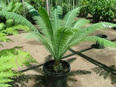 dioon-spinulosum-2