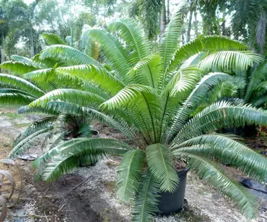 dioon-spinulosum-3