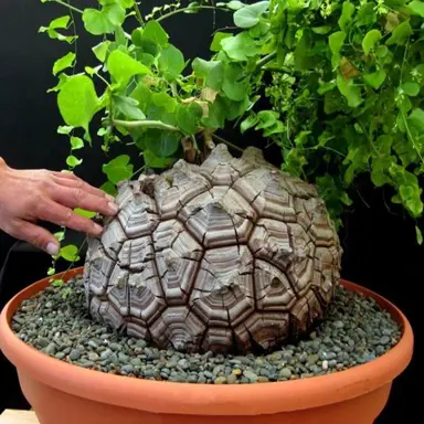 dioscorea-elephantipes-