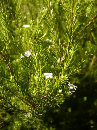 diosma-ericoides-2