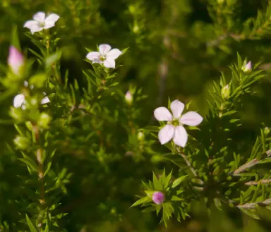 diosma-ericoides-3