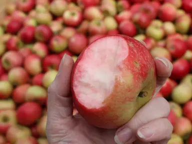 'Discovery' Apples