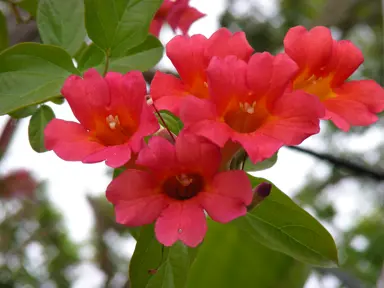 Distictis buccinatoria vine with beautiful red flowers.