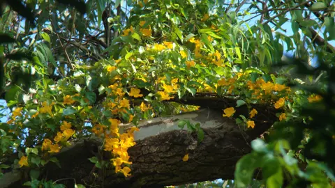 Dolichandra unguis cati climbing vine with green foliage and yellow flowers.