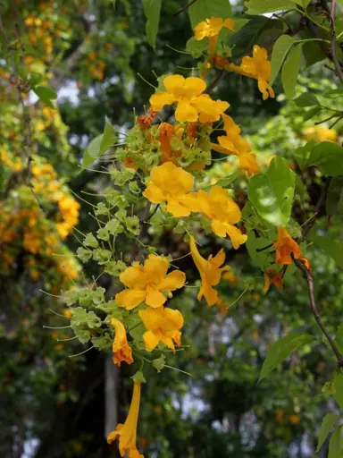 Dolichandra unguis cati green foliage and yellow flowers.