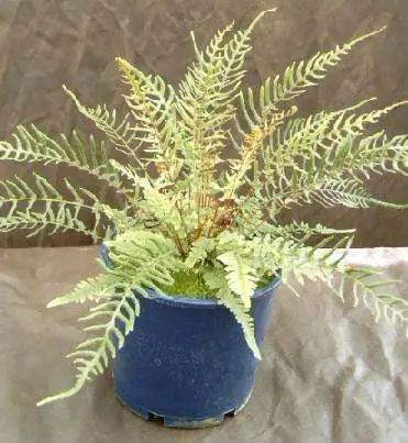 Doodia squarrosa fern in a pot.