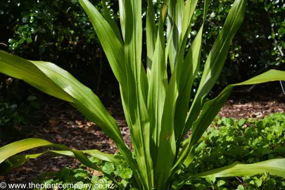 doryanthes-excelsa-