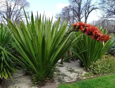 Doryanthes palmeri plants in flower.