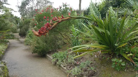 Doryanthes palmeri plant in a garden with a large red flower.