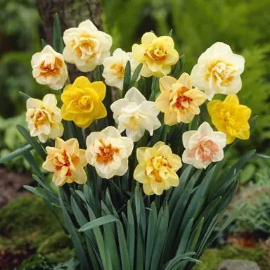 daffodils-mixture-of-doubles-1