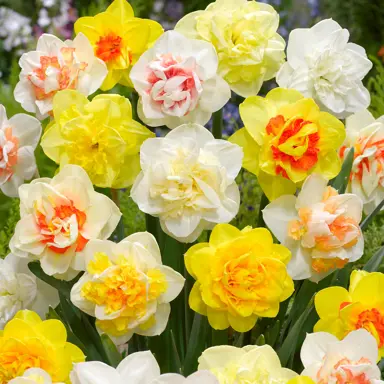 daffodils-mixture-of-doubles-2