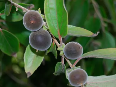 Dovyalis hebecarpa black fruit on a stem.