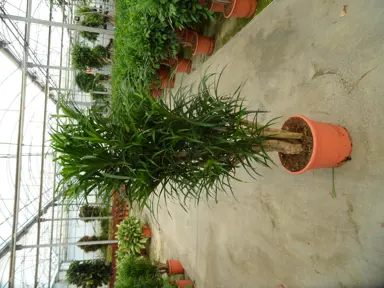 Dracaena Anita plant in a pot.