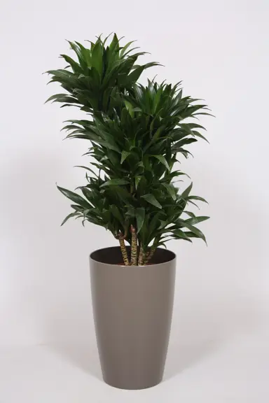 Dracaena compacta plant growing in a pot.