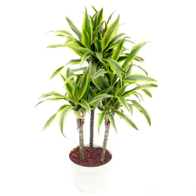 Dracaena 'Green Stripe' plant in a pot.