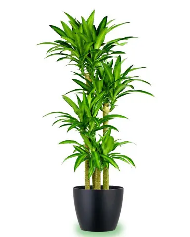 dracaena-massangeana-1