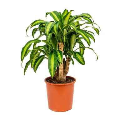 dracaena-massangeana-2