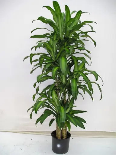 dracaena-massangeana-4