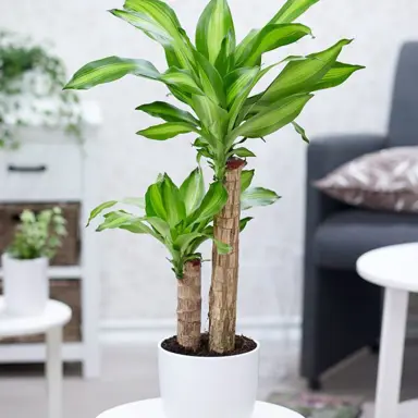 dracaena-massangeana-5