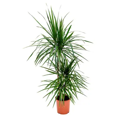 dracaena-marginata-1