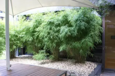 Drepanostachyum falcatum plants growing in a courtyard.