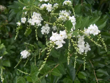 Duranta Alba plant with white flowers and dark green foliage.