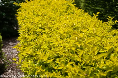 Duranta 'Sheena's Gold' bright yellow foliage of the hedge.