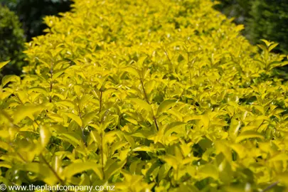 Duranta 'Sheena's Gold' bright yellow foliage.